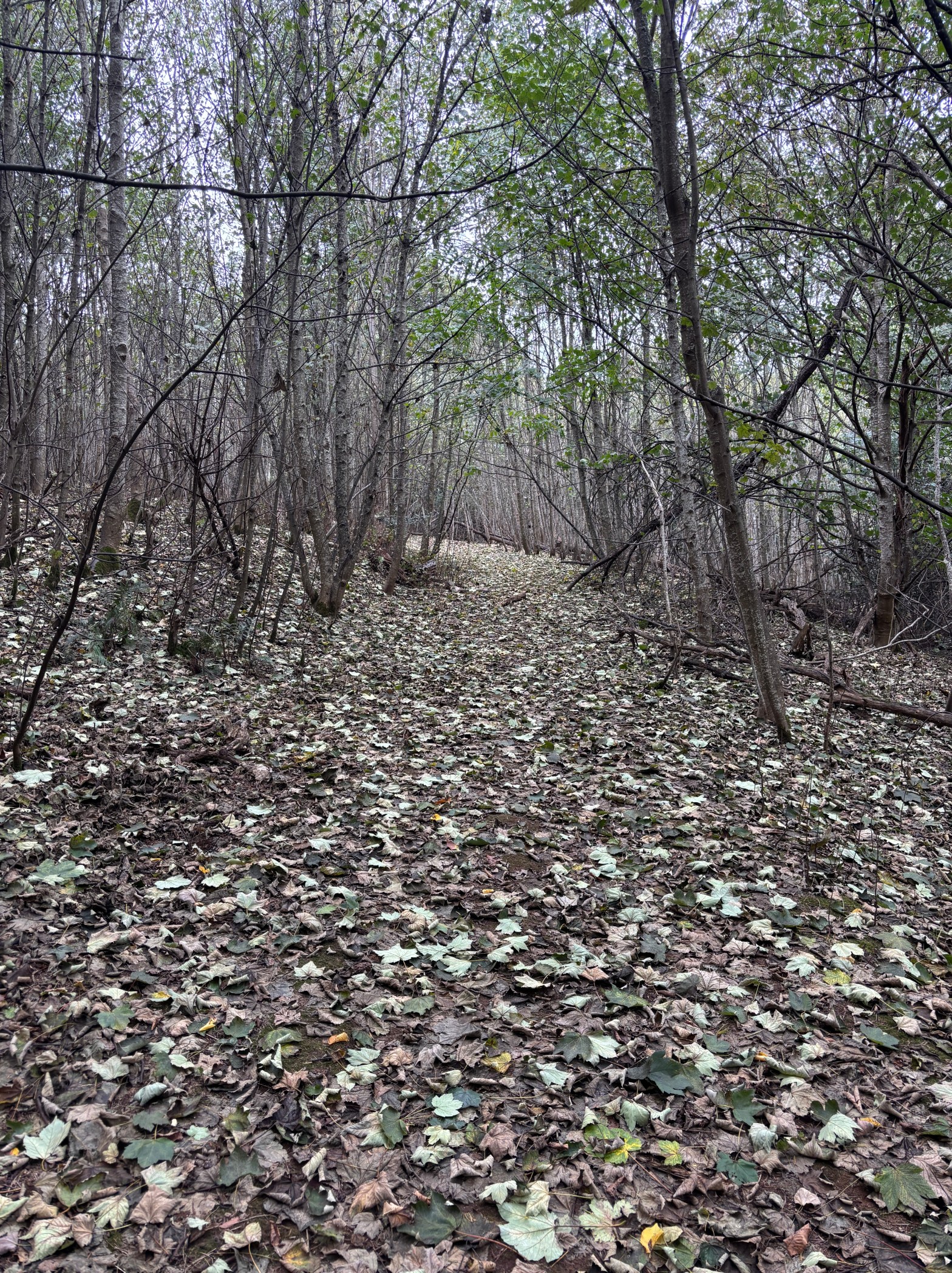 Autumn in a grove of Sycamore Maple